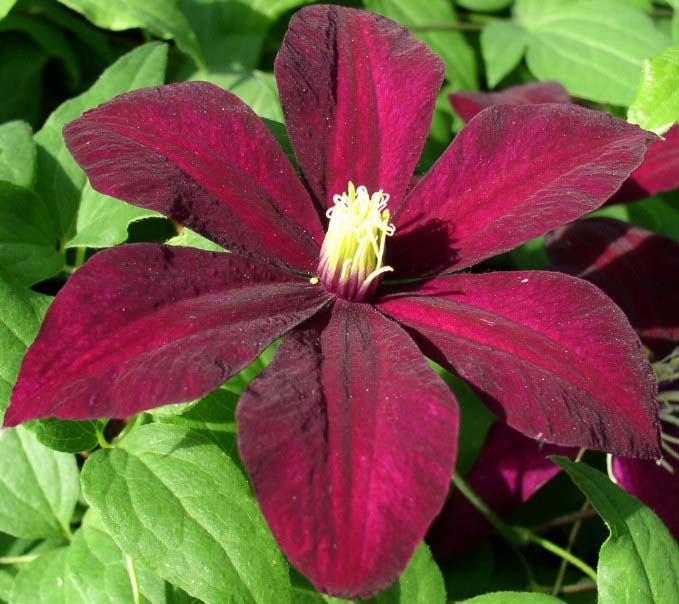 Клематисы: описание многообразия форм, сортов и цвета в Подмосковье